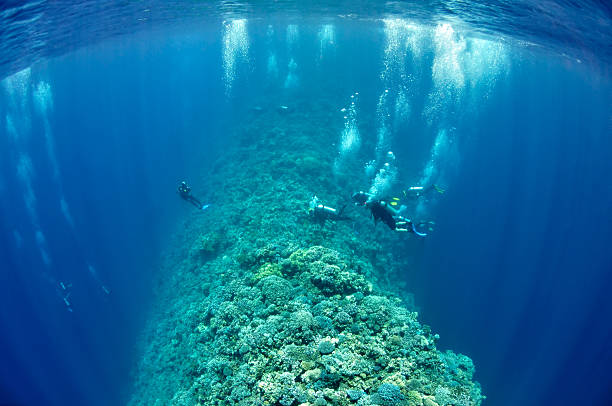 istock Group of underwater divers is moving along the reef 119637354