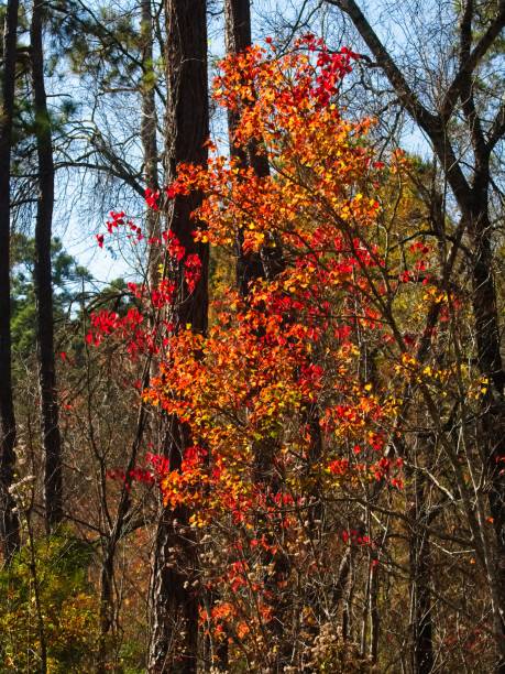 istock Colorful Fall Leaves in Woods 1196374087