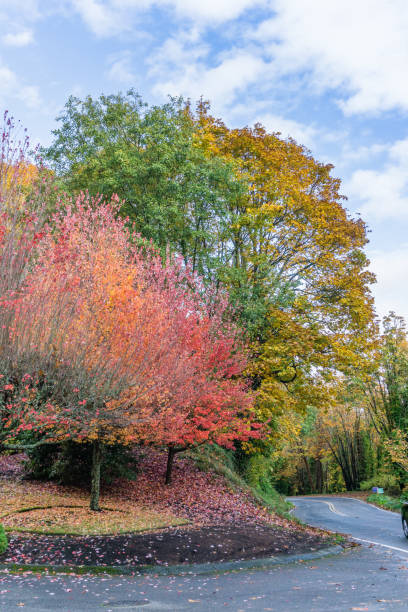 istock Street And Autumn Colors 3 1196377137