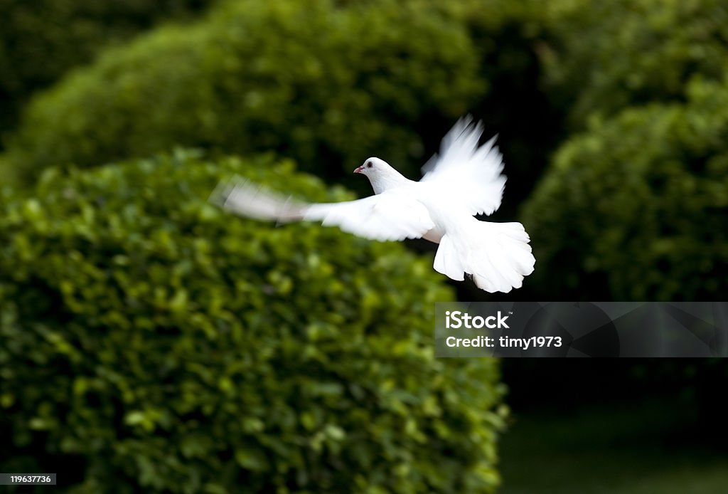 White Dove のフライト - イエス キリストのロイヤリティフリーストックフォト