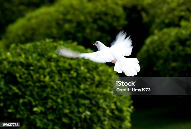 White Dove のフライト - イエス キリストのストックフォトや画像を多数ご用意 - イエス キリスト, カラー画像, ハネムーン