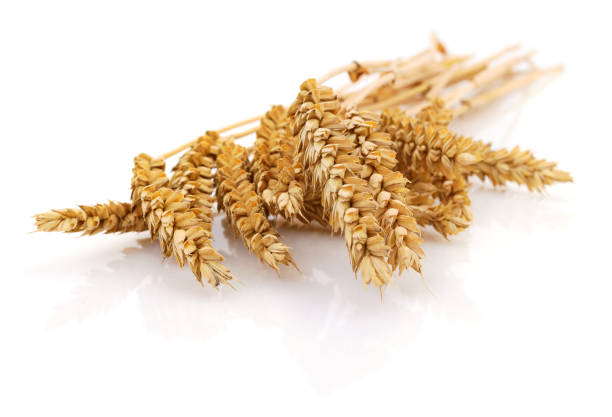 istock Ears of wheat. 1196379170