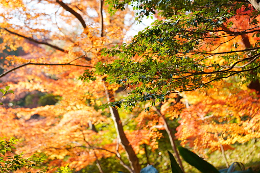 Japan Tokyo garden