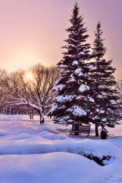 日の出の街の公園で絵のように美しいカラフルな冬の風景 - snow winter bench park ストックフォトと画像