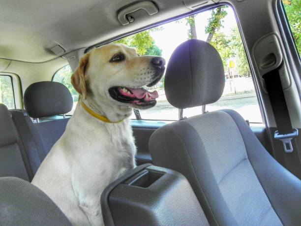 istock Labrador retriever in the car 1196380298