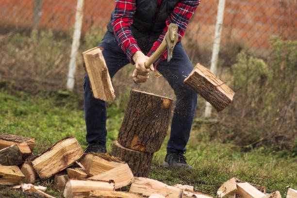 lumberjack cutting wood