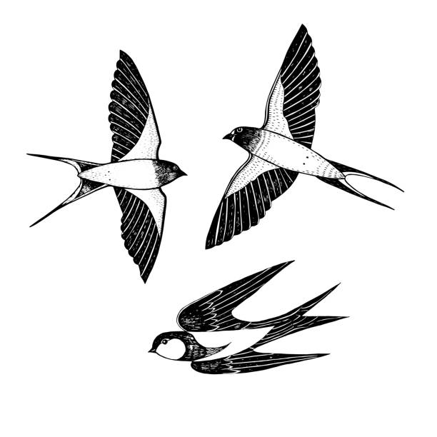 Swallows drawn on white Group of swallows in flight, engraving isolated on white background swallow bird stock illustrations