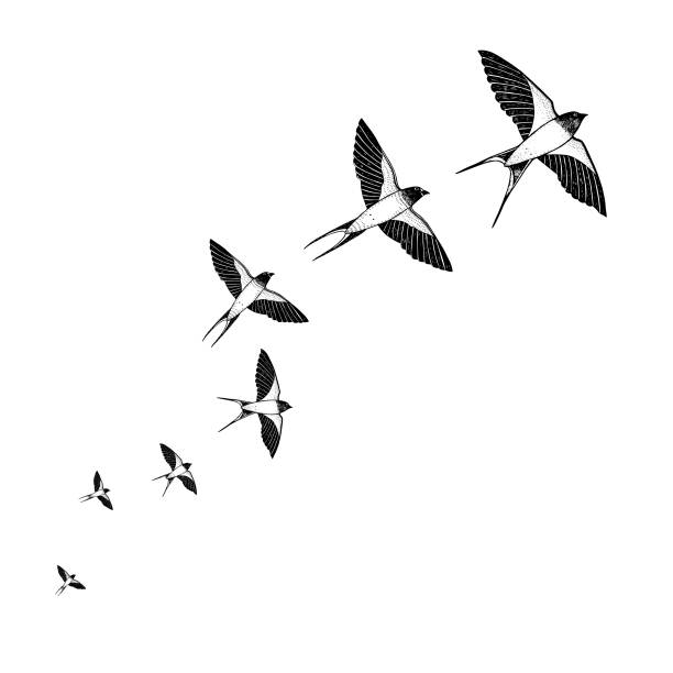Flock of swallows takes off Flock of swallows in flight, engraved on a white background. swallow bird illustrations stock illustrations
