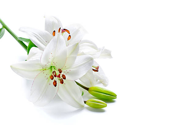 istock Beautiful lily flowers, isolated on white 119638169