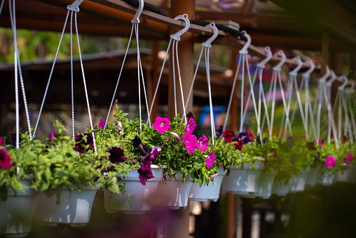 Flowerpots filled with blaming flowers hanging tall