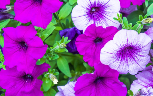 Beautiful purple Petunia flowers with stamen and pollen, background with copy space, full frame horizontal composition