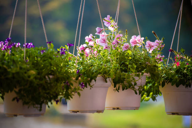 Flowerpots filled with blaming flowers hanging tall