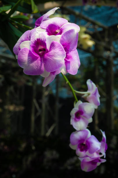 istock Beautiful orchid flowers 1196382812