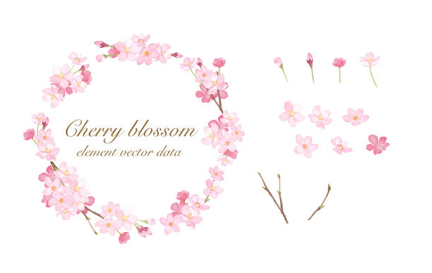 kirsche runden rahmen und element aquarell illustration spur vektor - flower spring cherry blossom blossom stock-grafiken, -clipart, -cartoons und -symbole