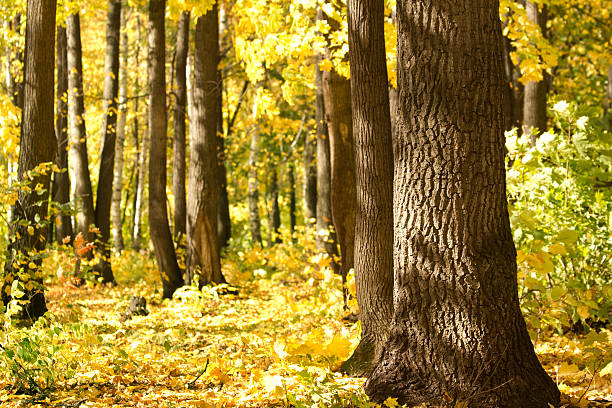 istock Wood  oak  autumn 119638461