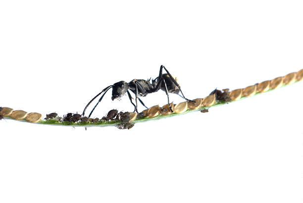 istock ant and aphid symbiosis 119638525
