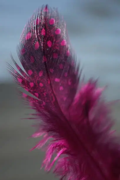 Pink feather for nail art close up, materials for naildesign