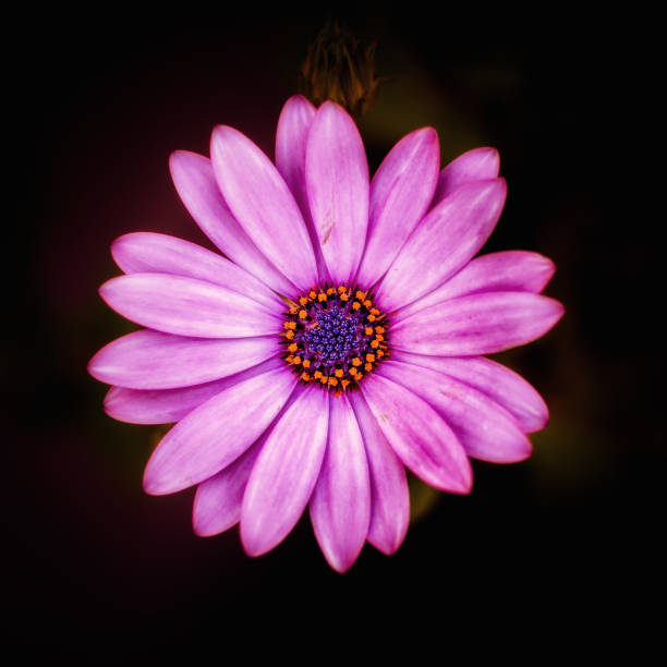istock Pink single flower in garden blooming in spring 1196386583