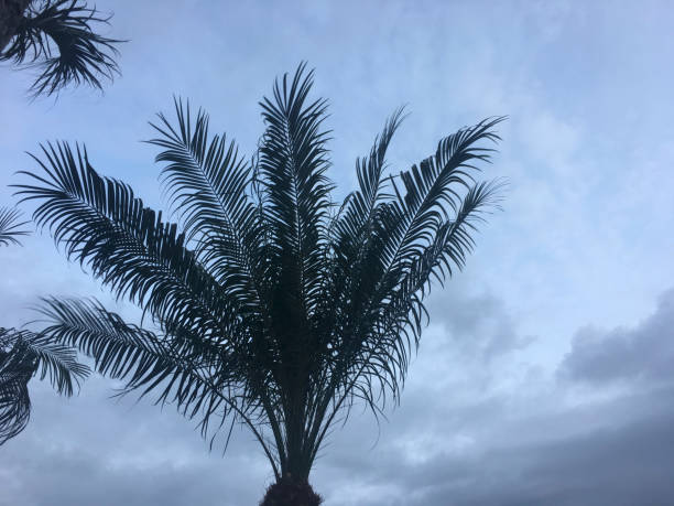 palm trees blowing in storm wind grey sky of hurricane in Florida environmental pressure oven photos stock pictures, royalty-free photos & images