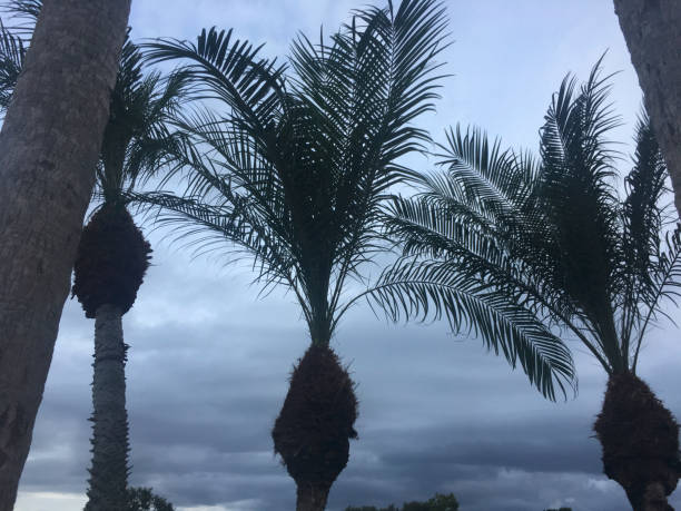 palm trees blowing in storm wind grey sky of hurricane in Florida environmental pressure oven photos stock pictures, royalty-free photos & images