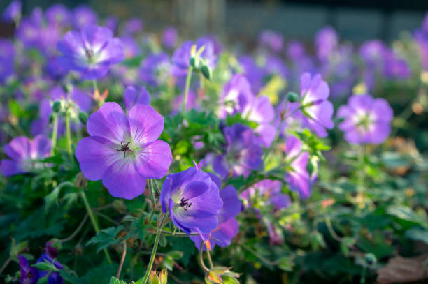 Cranesbills group of flowers, Geranium Rozanne in bloom, big bunch of flowers Cranesbills group of flowers, Geranium Rozanne in bloom, green leaves, big bunch of flowers perennial photos stock pictures, royalty-free photos & images