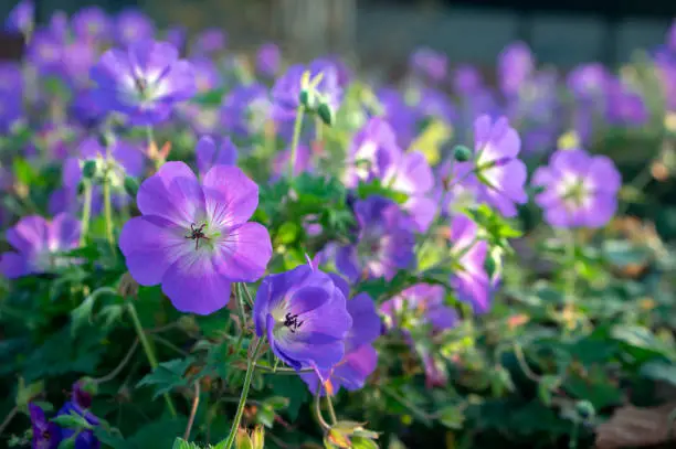 Cranesbills group of flowers, Geranium Rozanne in bloom, green leaves, big bunch of flowers