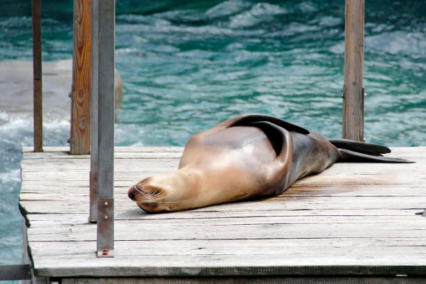 on a jetty lying sea lion, Latin Zalophus californianus stock photo