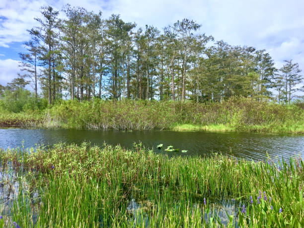 istock Louisiana Cypress Swamp and river 1196390630