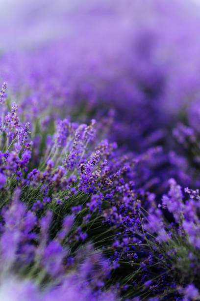 istock Lavender bushes closeup on sunset. 1196391194