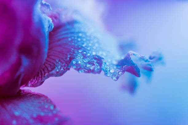 istock Vivid neon colored iris flower bud 1196391195