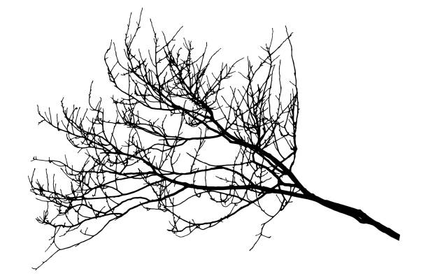 ilustraciones, imágenes clip art, dibujos animados e iconos de stock de silueta de árbol de rama desnuda de otoño. ilustración vectorial. - tree bare tree silhouette oak