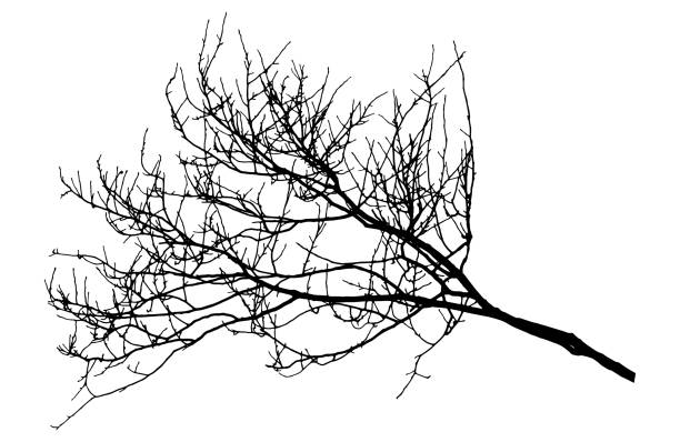 illustrations, cliparts, dessins animés et icônes de silhouette nue d'arbre de branche d'automne. illustration de vecteur. - poplar tree illustrations