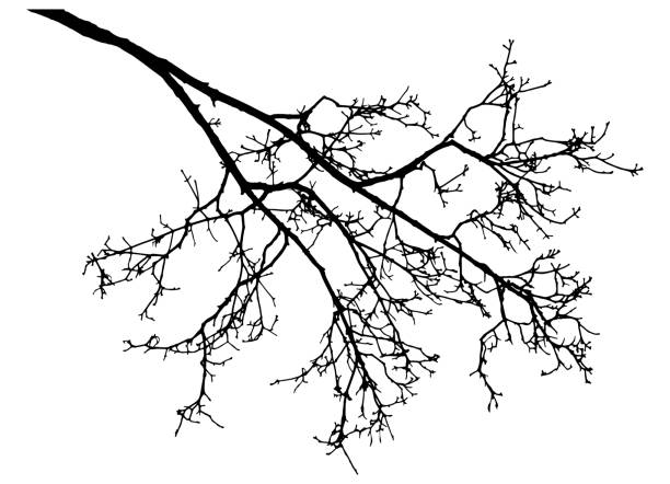 illustrations, cliparts, dessins animés et icônes de branchement nu de la silhouette d'arbre de rowan. illustration de vecteur. - tree silhouette branch bare tree