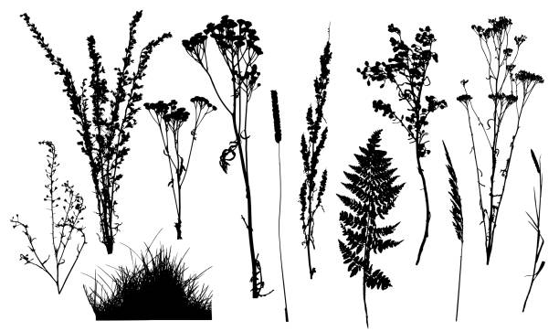 Weed, wild plants in field and forest, set of silhouette. Vector illustration Weed, wild plants in field and forest, set of silhouette. Vector illustration campanula stock illustrations