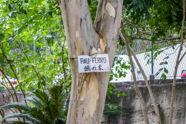 istock tree with sign written ironwood in Rio de Janeiro 1196392153