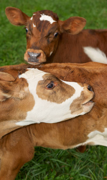 istock calf in summer pasture 1196392308