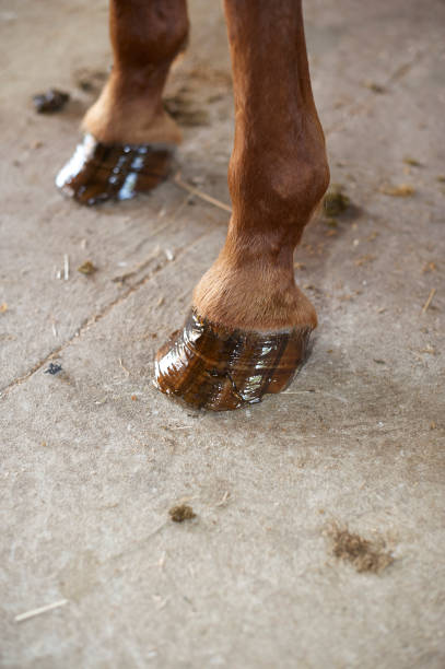 istock horse shoeing 1196392327