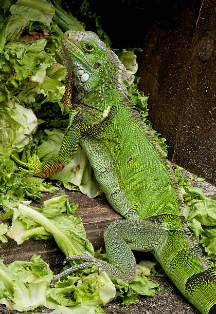 iguana stock photo