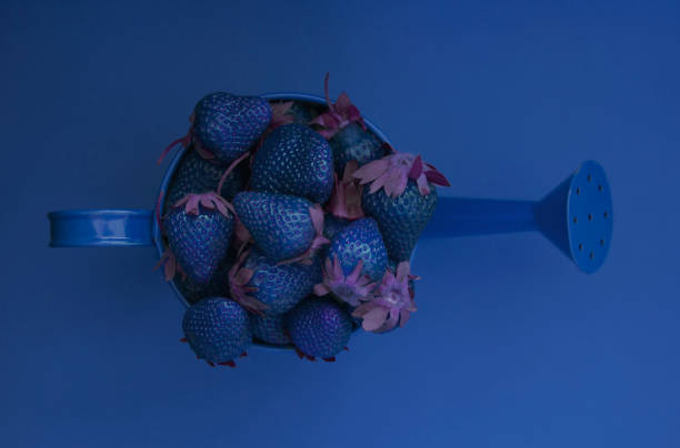 Contemporary art, trend color 2020 classic blue, top view, layout for design. Blue surreal strawberries in a watering can on a blue background. Healthy way of life, vitamins. Copy space, top view.