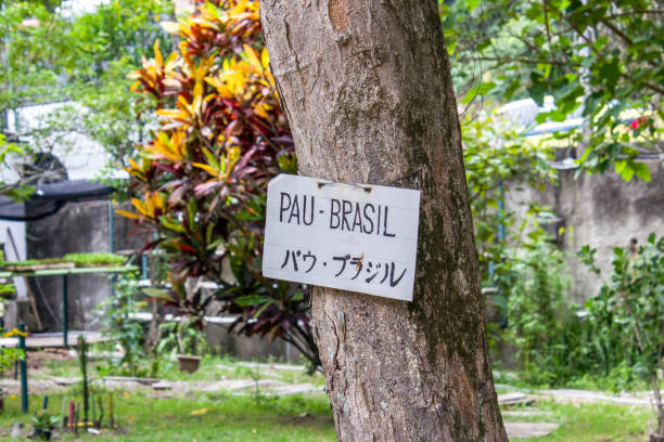 istock tree with sign written redwood in Rio de Janeiro 1196395463