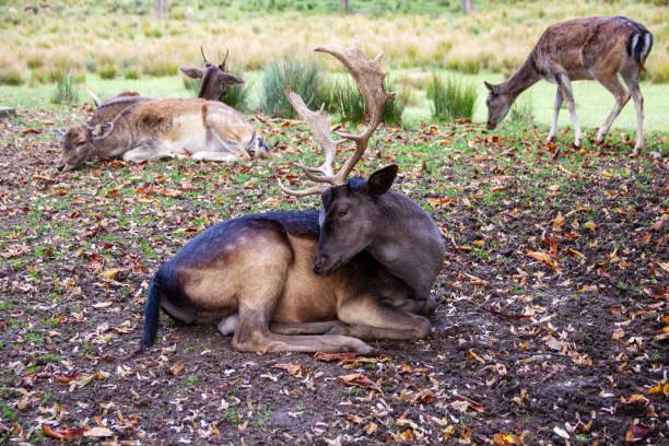 View of a fallow deer in the middle of his pack, Latin Dama dama
