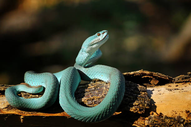istock White Lipped Pit Viper (Trimeresurus insularis), Venomous Snake, Venom, Viper Snake, Blue Viper Snake 1196396443
