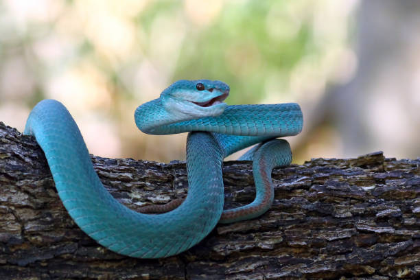 istock White Lipped Pit Viper (Trimeresurus insularis), Venomous Snake, Venom, Viper Snake, Blue Viper Snake 1196396457