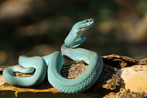 istock White Lipped Pit Viper (Trimeresurus insularis), Venomous Snake, Venom, Viper Snake, Blue Viper Snake 1196396499