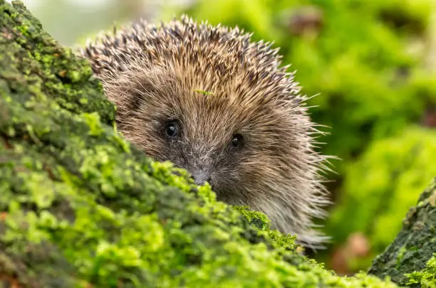 Hedgehog, (Scientific name: Erinaceus Europaeus) wild, native, European hedgehog facing forward and peeping over a tree trunk with green moss.   Blurred background. Close up. Horizontal.  Space for copy.