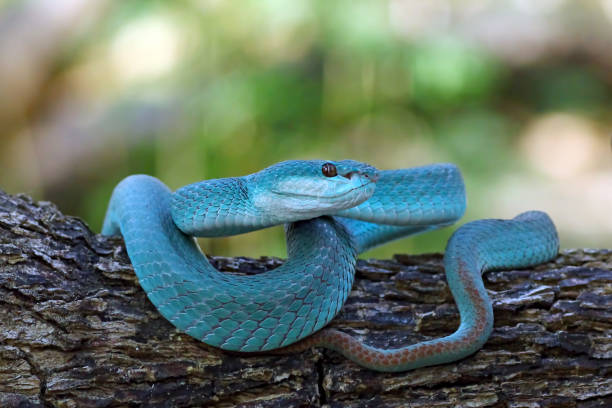 istock White Lipped Pit Viper (Trimeresurus insularis), Venomous Snake, Venom, Viper Snake, Blue Viper Snake 1196396559