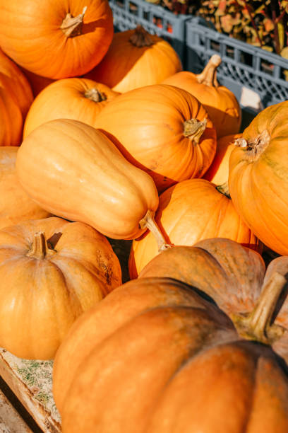 istock A pile of pumpkins 1196396669