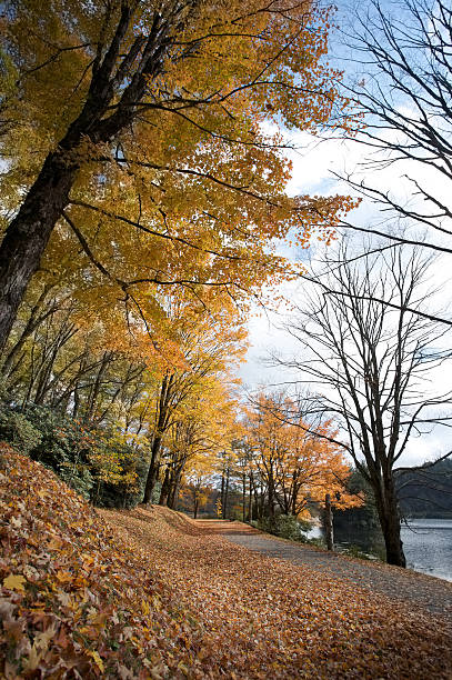 Carpet of colorful Fall leaves on a walking path stock photo