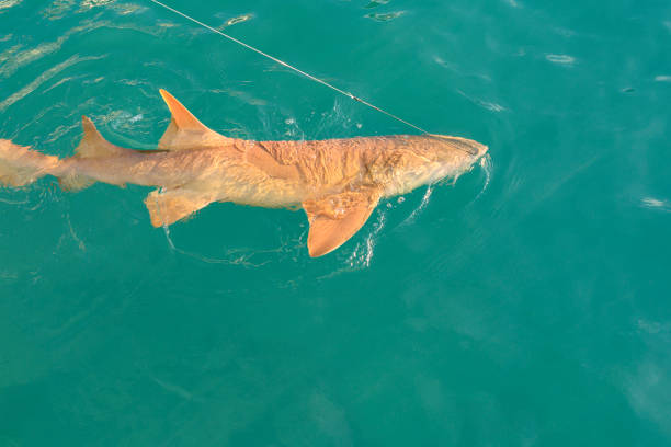 istock Shark Fishing 1196396768