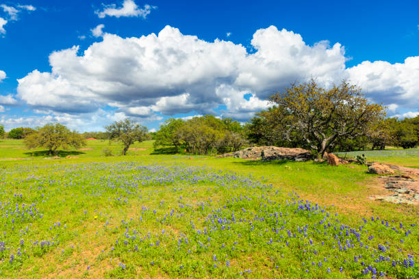 istock Texas Hill Country 1196396772